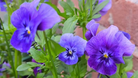 Violas