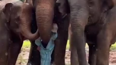 Gentle giants