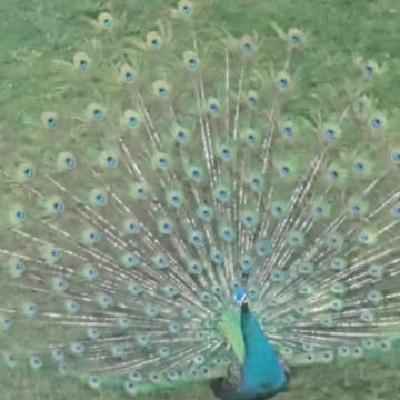 The Green peafowl spreads its tail.