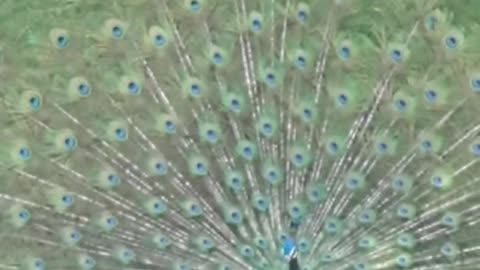 The Green peafowl spreads its tail.