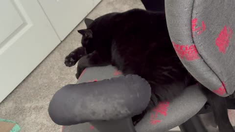 Cute Precious Piper is Deep in Thought - Adopting a Cat from a Shelter Vlog