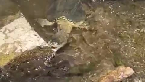 I had no idea turtles eat snakes 😳