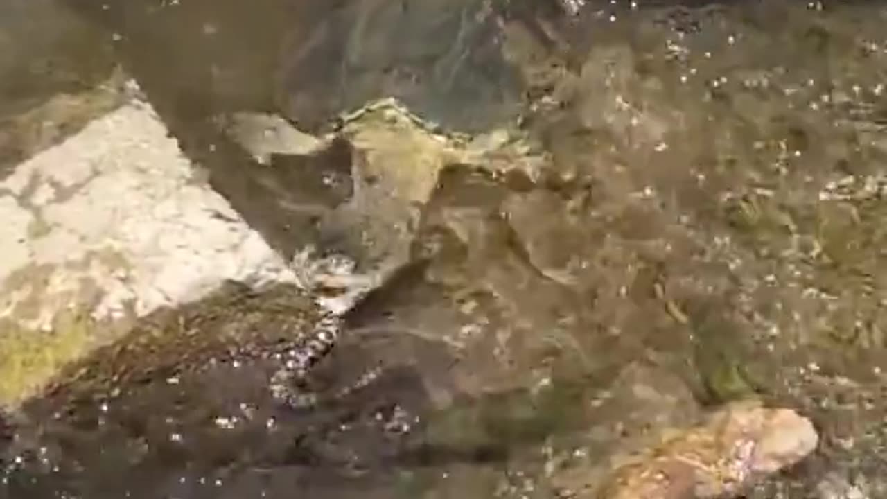 I had no idea turtles eat snakes 😳