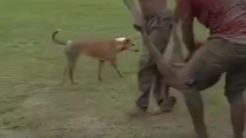 Funny videos 😅 of dogs 🐕