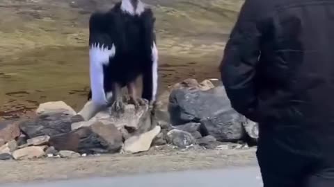 Andean condors