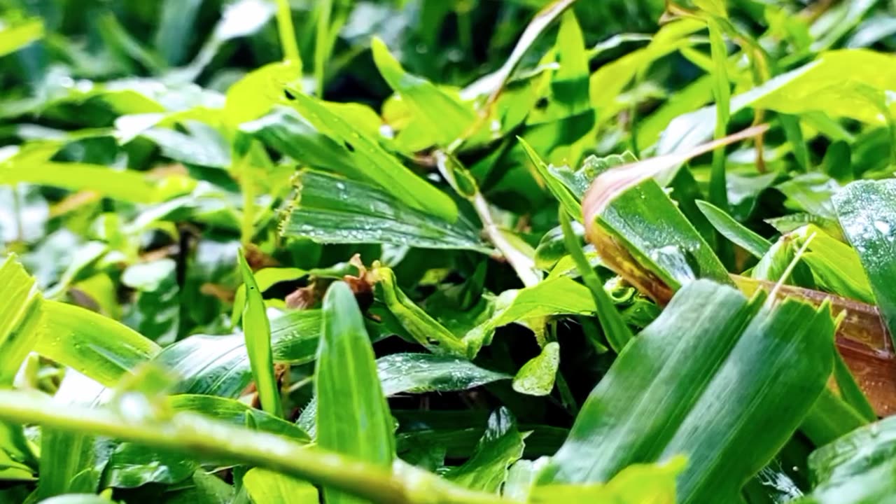 Very Green Grass