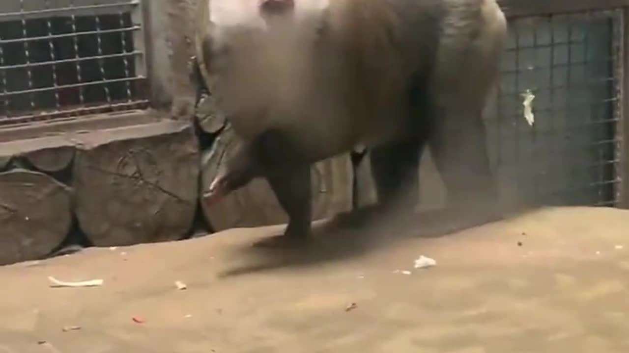Try To Not Loaugh Funny Video 😂😂