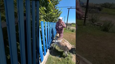 funny animals compilation #funnyanimals #animals #pets #shorts