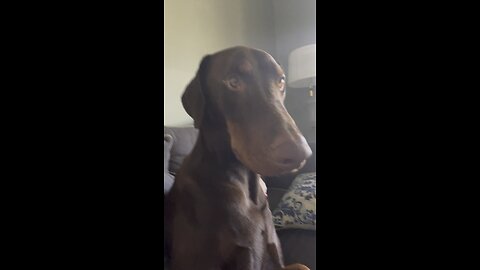 Charlie video of the day