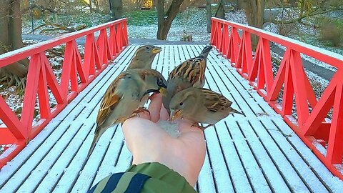 Hand Feeding House Sparrows on a Snowy Red Bridge