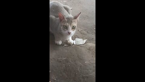 Cat Lover 🥰❤️
