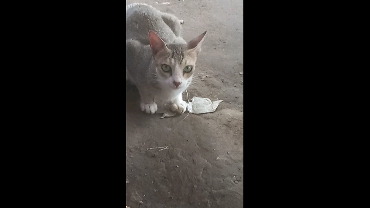 Cat Lover 🥰❤️