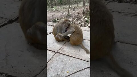 Funny monkey