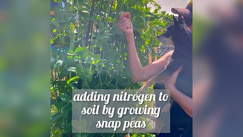 🫛🌱adding nitrogen to soil by growing snap peas☀️