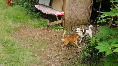 Nag away na aso! Nabulag ang isa😱😧😦#funnyvideos #cutecats #top5 #shorts