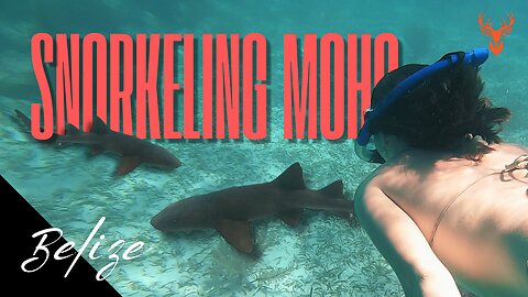 Snorkeling Moho Caye | Another adventure in the waters of BELIZE!
