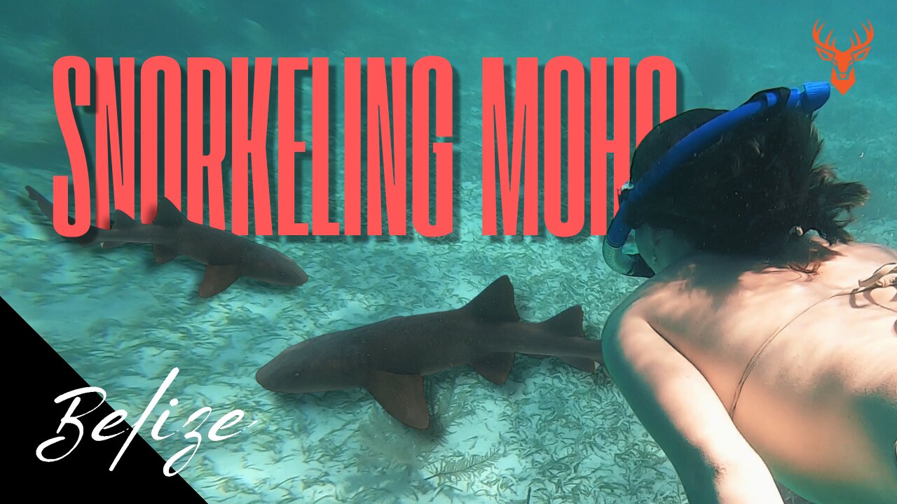 Snorkeling Moho Caye | Another adventure in the waters of BELIZE!