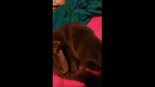 My first video of windigo