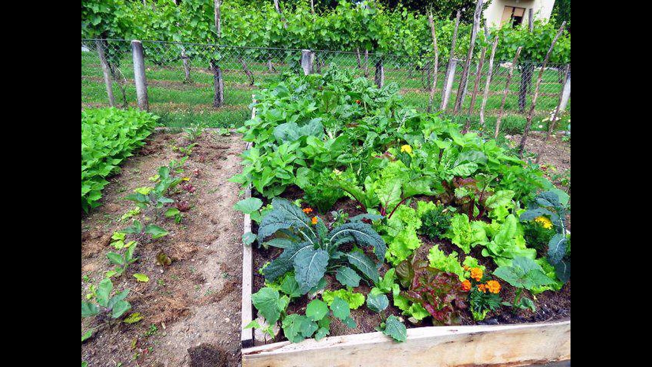 GROW YOUR OWN FOOD