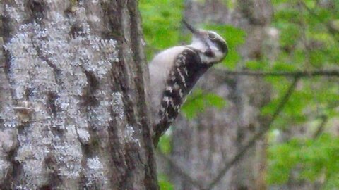 Hairy Woodpecker