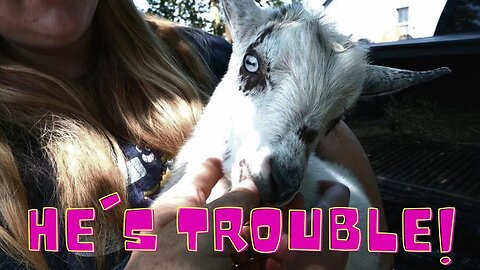 MEET Our NEW Baby GOAT!