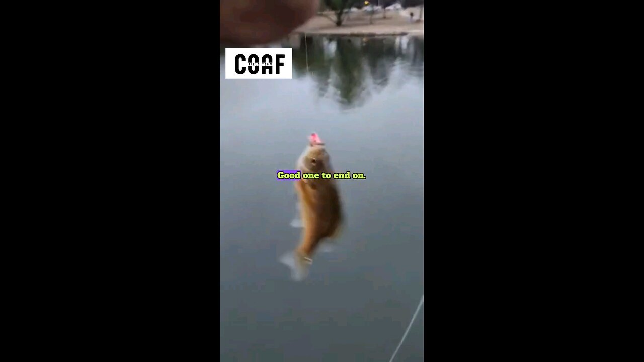 Sometimes you can skip a strike indicator when #flyfishing #fishing #bluegill