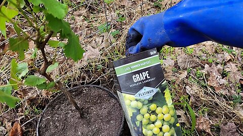 Grapes In-ground/Container hybrid #seedlessgrapes