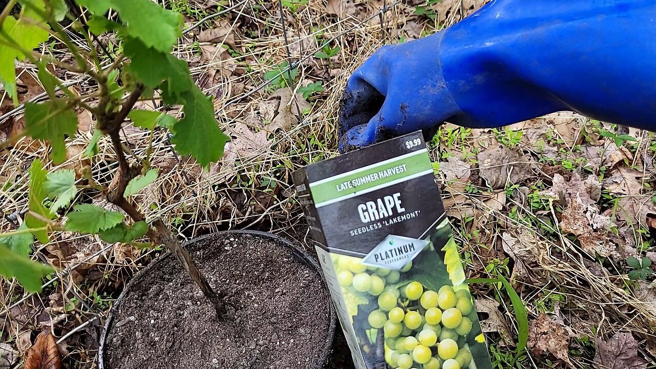 Grapes In-ground/Container hybrid #seedlessgrapes