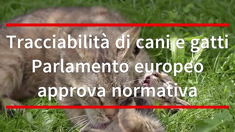 Tracciabilità di cani e gatti Parlamento europeo approva normativa