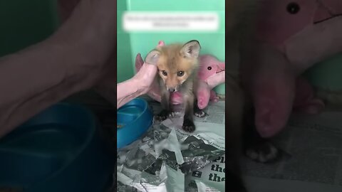 The fox ran to the girl in the yard and ended up with her forever