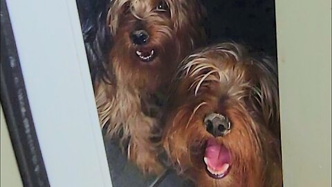 Wild, wild, frontier Yorkies #yorkie #funnydogs