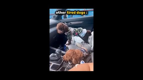 other tired dogs vs 😈