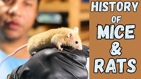 From Plague to Pet: The Fascinating History of Mice and Rats