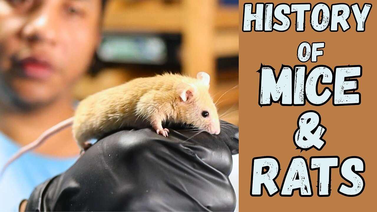 From Plague to Pet: The Fascinating History of Mice and Rats