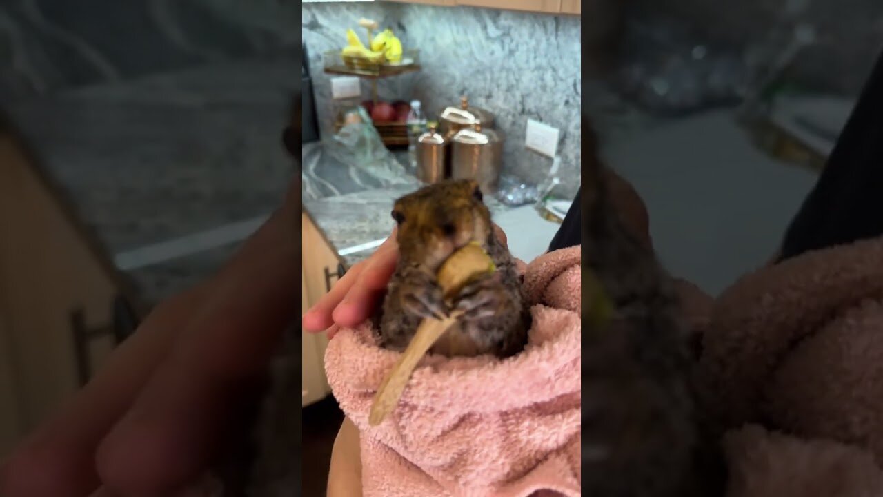 The guy saved the squirrel from the heat and drank water and then took it home