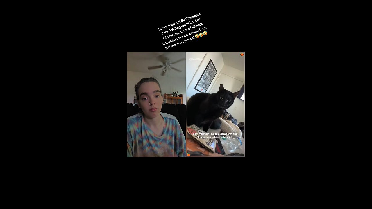 Our orange cat Pineapple knocked over my phone from behind in response! 🤣🤣🤣