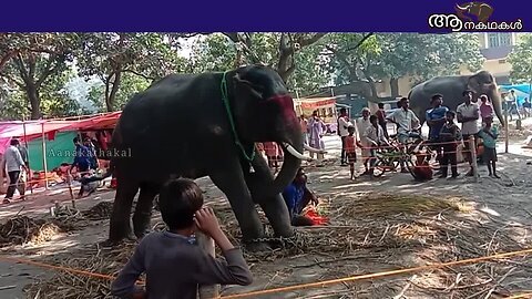 മറ്റുള്ള സംസ്ഥാനങ്ങളിൽ നിന്നും ആനകളെ കേരളത്തിലേക്ക് എത്തിക്കാം _ Elephants from bihar to kerala