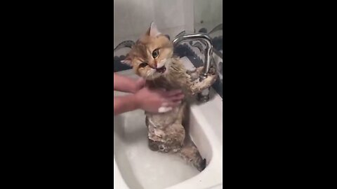 Cats' reaction to bathing