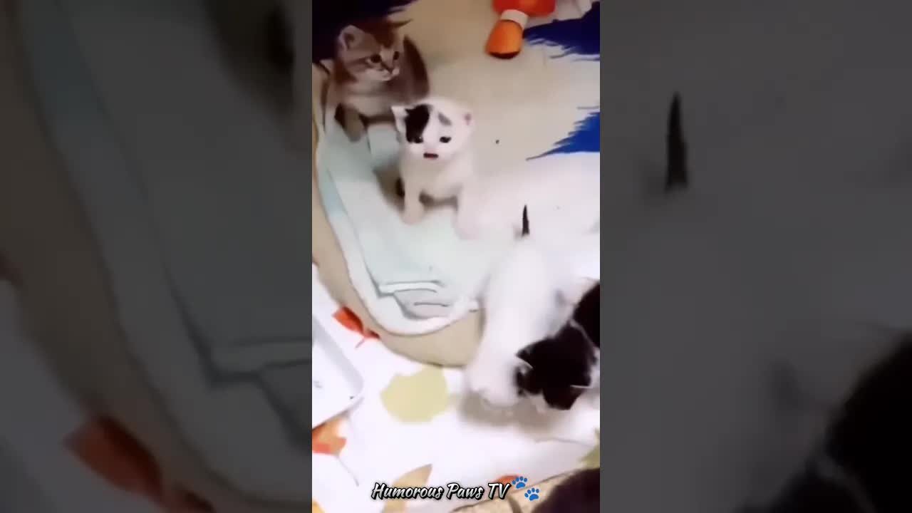 funny animal videos