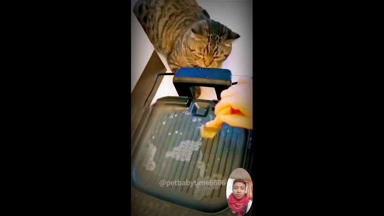 #catlovers #cat #cats #meow #kittens #catlife #pet #animals #animallover #cutecats #catviral