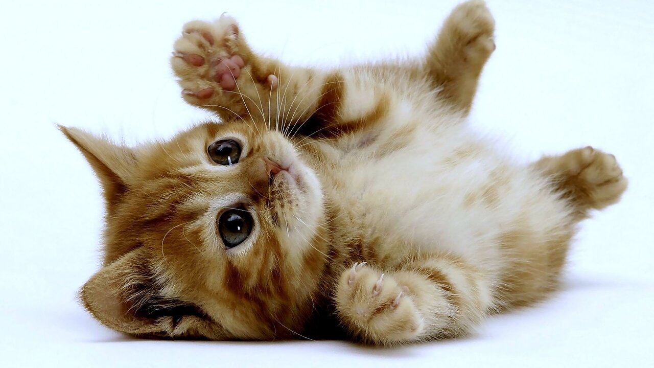 Cute Cat talk