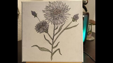 BACHELOR´S BUTTON - KORNBLOMSTER - FLORES DE ACIANO