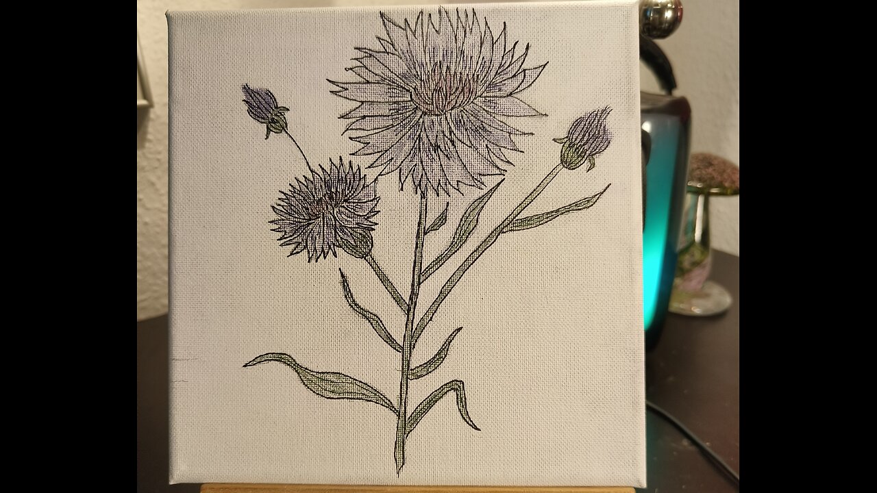 BACHELOR´S BUTTON - KORNBLOMSTER - FLORES DE ACIANO