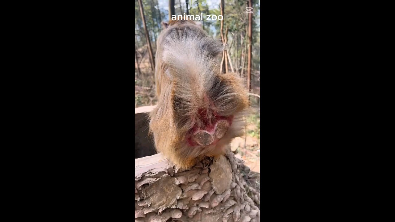 monkeys funny video 😁😁