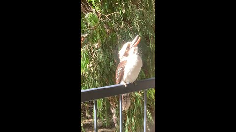 Bird annoying Kookaburra