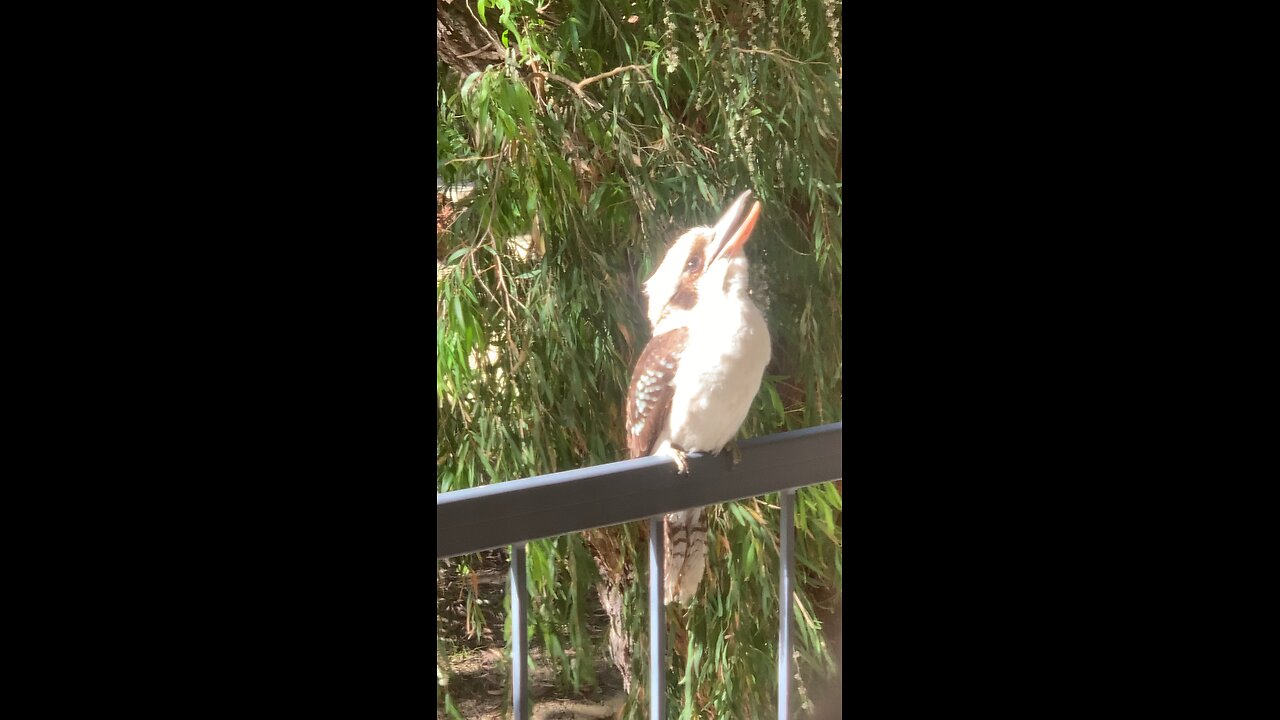 Bird annoying Kookaburra