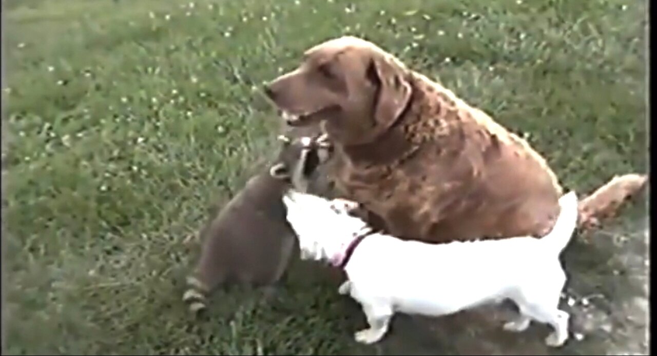 THE ROLE OF THE WICKED - DAILY DEVOTIONAL ❤️