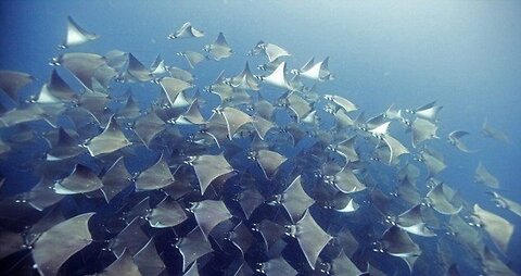 What’s the best way to see whale sharks in Cabo, Mexico?