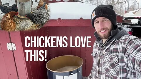 Homemade Layer Hen Feed Recipe | No Soy non-GMO Locally Sourced Chicken Feed