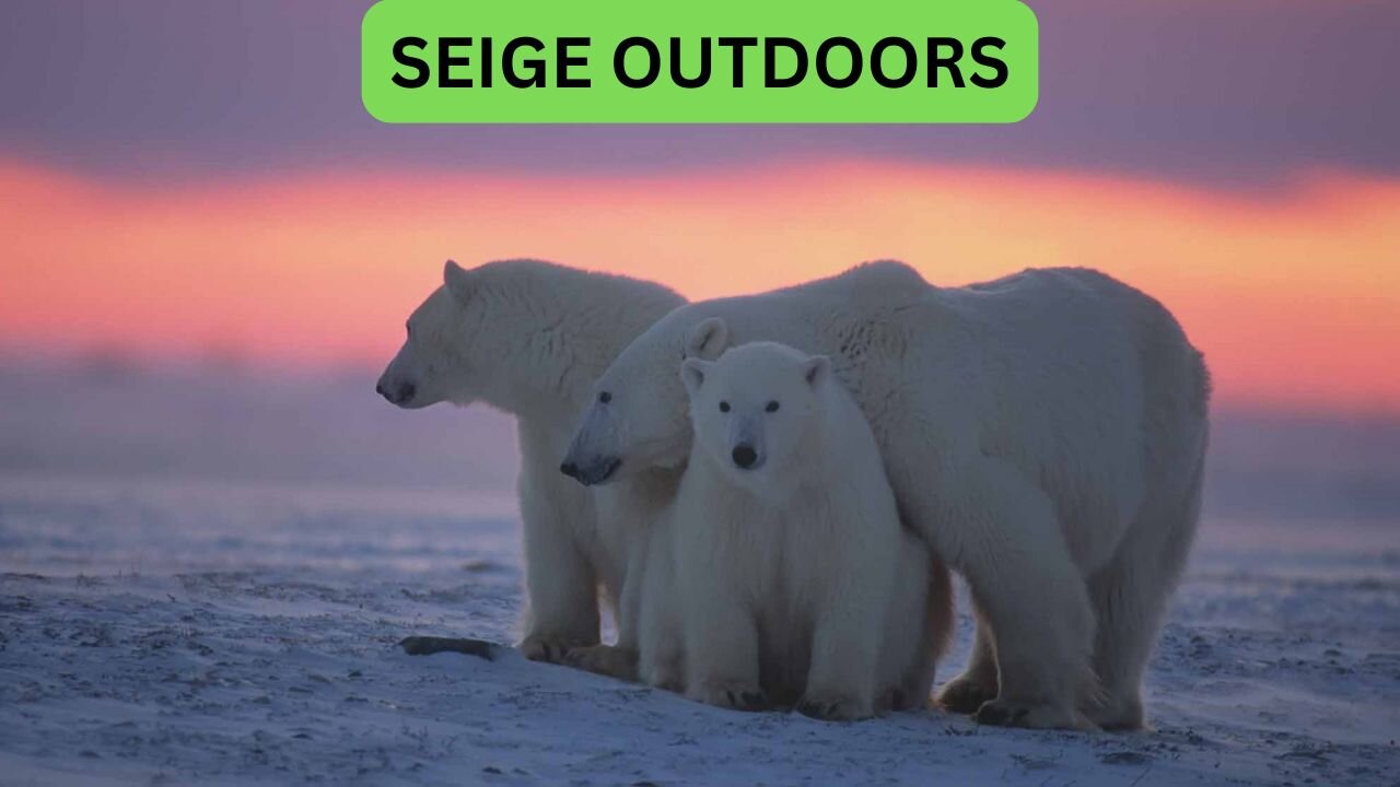 Polar Bear Live Cams!